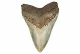 Huge, Fossil Megalodon Tooth - Visible Serrations #192862-2